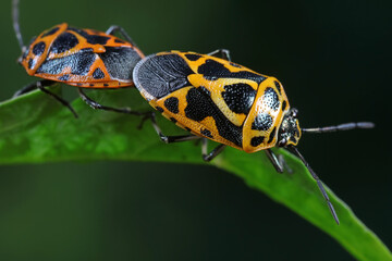 stink bugs are mating