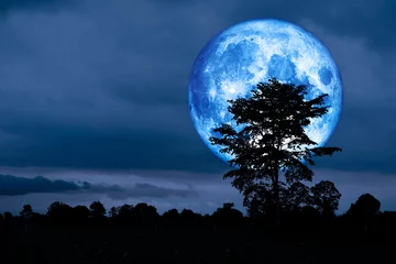 Tableaux ronds sur aluminium brossé Pleine Lune arbre Lune bleue pleine croûte et arbre de silhouette dans le ciel de champ et de nuit