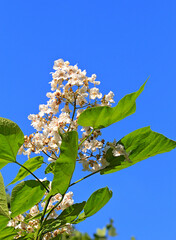 bright beautiful flowers in a botanical garden