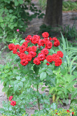 bright beautiful flowers in a botanical garden