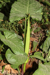 Blüte des Aronstabes, Arum maculatum