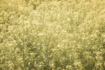Blur. Yellow rapeseed flowers in a Sunny haze of soft lens.