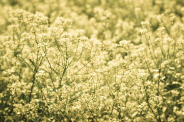 Blur. Yellow rapeseed flowers in a Sunny haze of soft lens.