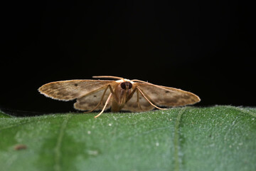 Moth insects on green leaves