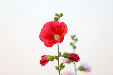 Hollyhock flower blossoms in the park, Luannan County, Hebei Province, China