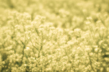 Blur. Yellow rapeseed flowers in a Sunny haze of soft lens.
