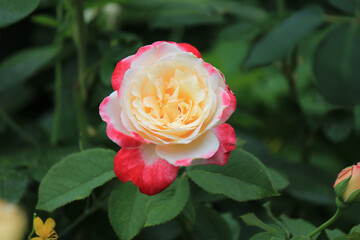 bright beautiful rose in a botanical garden