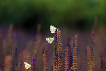 Obraz na płótnie Canvas Cloud-pink butterflies on lavender flowers