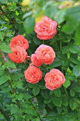 bright beautiful rose in a botanical garden