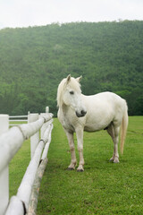 Fototapeta premium Horse in a paddock