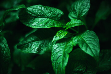 The beautiful smooth green leaves of the plant grow in a dark, humid forest in the summer.