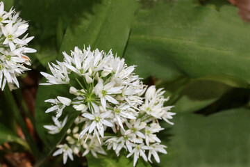 Blüten des Bärlauchs, Allium ursinum