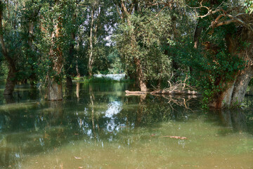 flood in the forest, river with high water level, flooding, nature in summer on a bright day