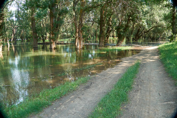 flood in the forest, dirt road, river with high water level, flooding, nature in summer on a bright day