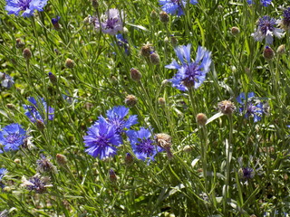 Sunny day. Bright cornflowers bloom.