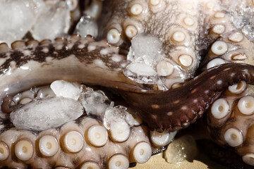 Seafood, close-up parts of raw big octopus on a plate in ice ready for preparing