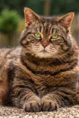 Naklejka na ściany i meble Tabby cat with bright green eyes posing majestically
