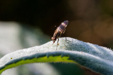 Gotas de Rocío sobre hojas