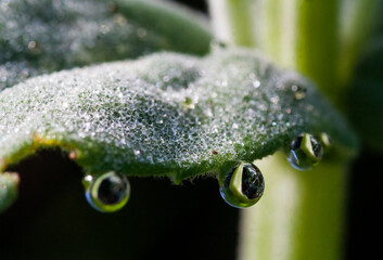 Gotas de Rocío sobre hojas