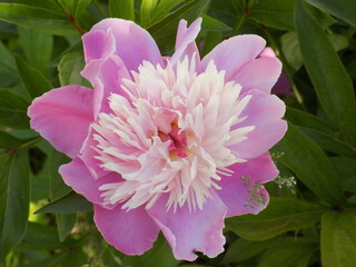 Sunny. Large fragrant peonies bloomed.