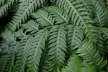 Green fern leaves (Woodwardia virginica)