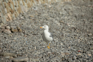 Fototapeta premium walking white seagull on pebbles on the black sea. Larus.