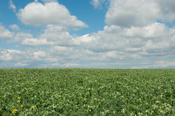 Beautiful rural landscape: green pea field and blue sky with white clouds. Idyllic picture, summer mood. Copy space on the sky.