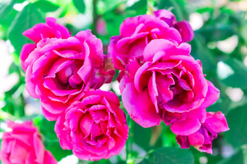 A branch of garden roses close up