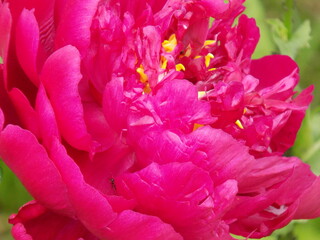 Sunny. Large fragrant peonies bloomed.