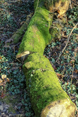 Moos auf einem Baumstamm in der Sonne