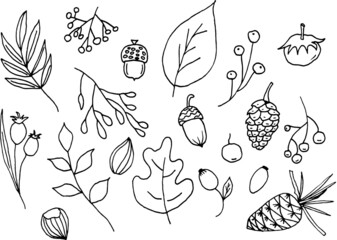 Doodle autumn. Doodle fall elements of linear drawing leinart