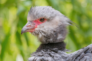 Southern Screamer - Chauna torquata, portrait of large ground bird from South America savannas and grasslands, Brazil.