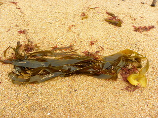 Seaweed. Green Seaweed laying on the beach. Kelp and Seaweed washed upon the shore in Santa Cruz, Portugal.