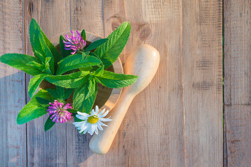 Herbal medicine concept. Fresh mint, chamomile and clover in wooden mortar on wooden non paint...