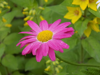 Fototapeta premium pink flower