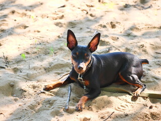 miniature pinscher puppy