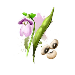 Black-eyed peas. Digital art illustration of black eyed bean goat pea, legume, subspecies of cowpea, medium-sized, edible beans with flower. Organic healthy food. Hand drawn. Clip art graphic design.