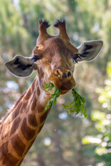 giraffa a pranzo
