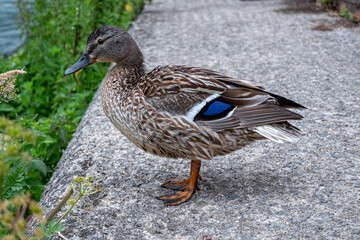 Duck by a lake 