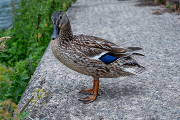 Duck waiting for a swim 