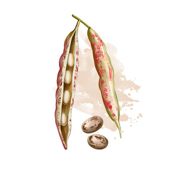 Borlotti bean. Digital art illustration of cranberry beans, Roman saluggia rosecoco bean. Phaseolus vulgaris. Organic healthy food. Vegetable bean with splashes. Hand drawn. Clip art graphic design.