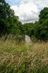 Meadow in the English Countryside