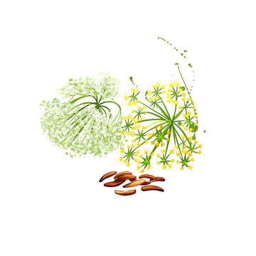 Digital art Caraway, meridian fennel or Persian cumin isolated on white background. Organic healthy food. Green vegetable. Hand drawn plant closeup. Clip art illustration. Graphic design element.