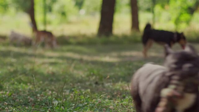 French bulldog among other dogs carries a large toy. High quality 4k footage