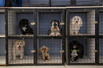six Puppy dogs in square kennel cages looking at the camera full cage