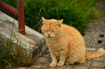 野良猫の・・・