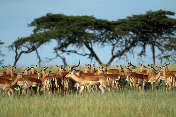 Naklejka na ściany i meble Group of impala in savannah