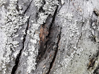 Graue Borke mit Flechten am Baum