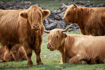 scottish highland cow