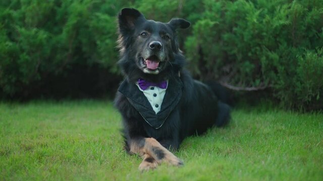 A dog in a suit with a bow tie lay on the green grass then walks away. High quality 4k footage